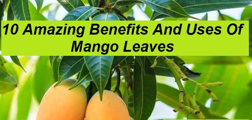 10 Amazing Benefits And Uses Of Mango Leaves
